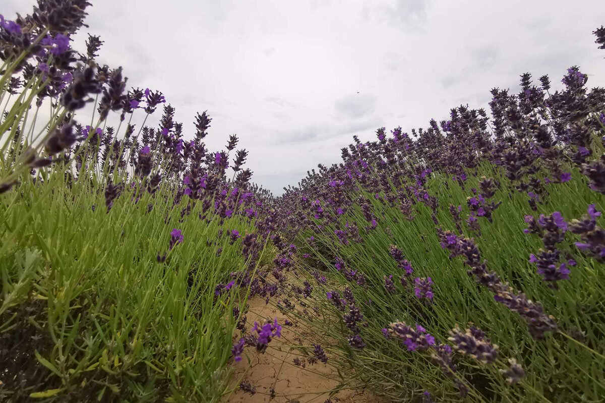 Áldó Krisztus Szobor