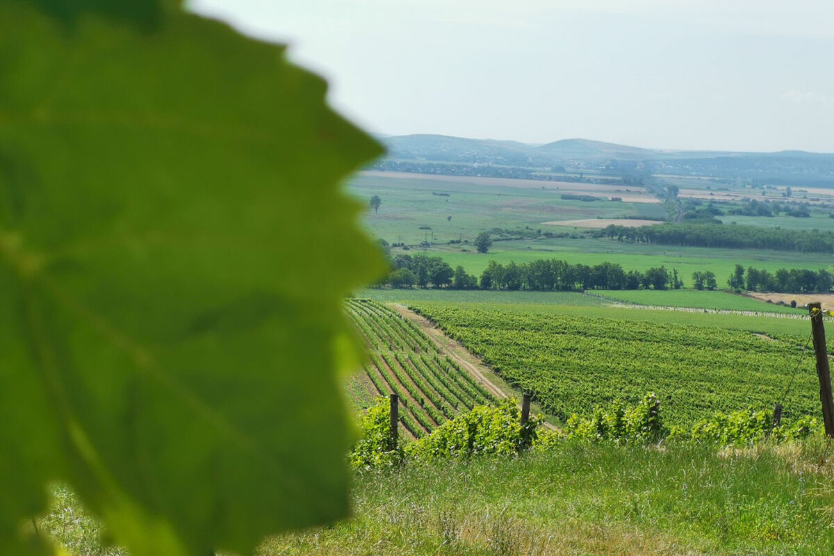 Szent Teréz-Kápolna, Tarcal